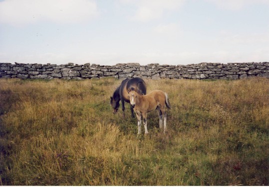 Dartmoor pony's