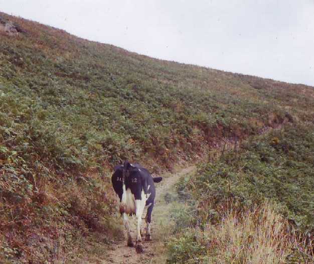 Een koe als reisleidster