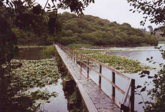 Bosherton Lily ponds