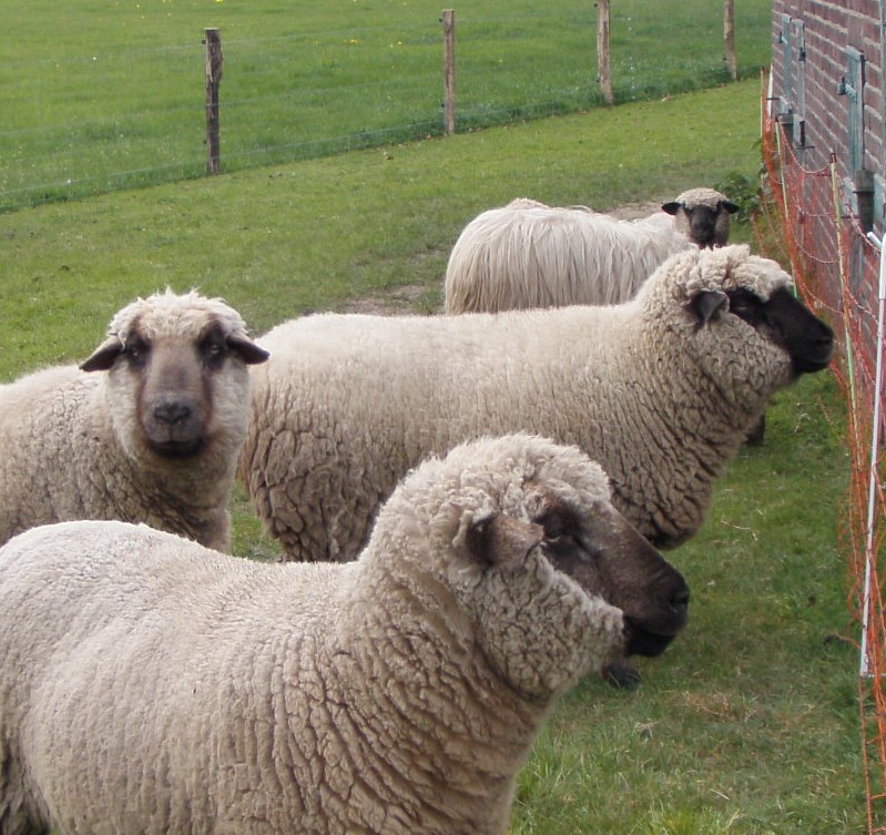 Wolschapen